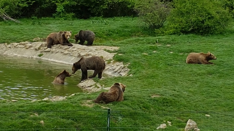 Unterwegs im Bärenreservat Zarnesti