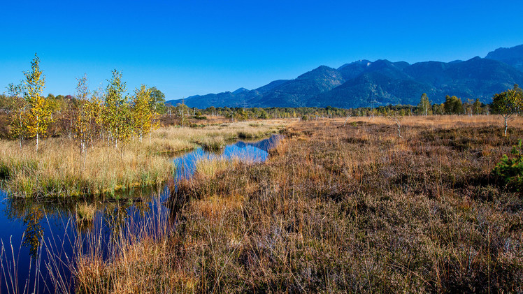 Expertenanhörung im Umweltausschuss zum Thema Klimaschutz durch Moore | Foto: shutterstock / Rudi Ernst