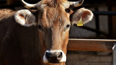 Jeder 3. landwirtschaftliche dt. Betrieb liegt in Bayern. | Bild: Alexas Fotos auf Pixabay