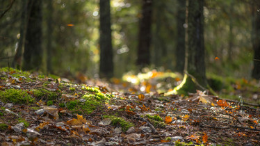 Landwirtschaftsausschuss: Fachgespräch zum Wald der Zukunft